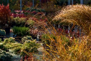 jardins de plantes