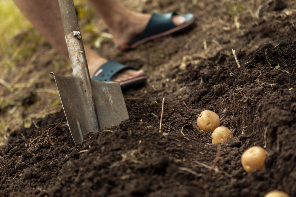 planter les pommes de terre