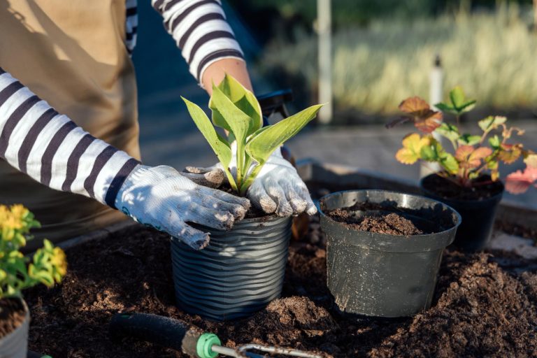 planter au jardin en janvier