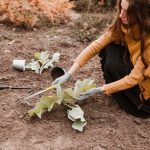 planter en décembre