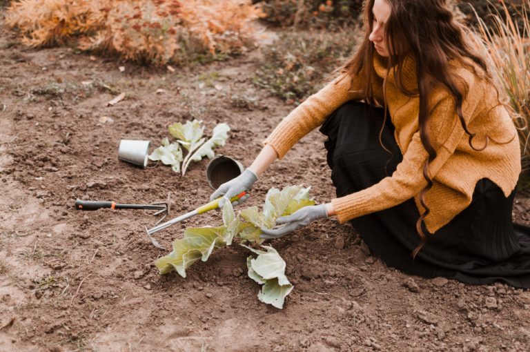planter en décembre