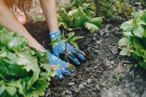 potager en fevrier
