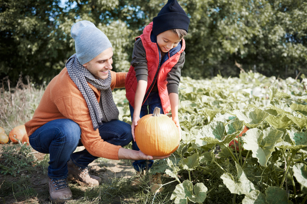au potager en octobre