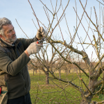tailler les arbres fruitiers