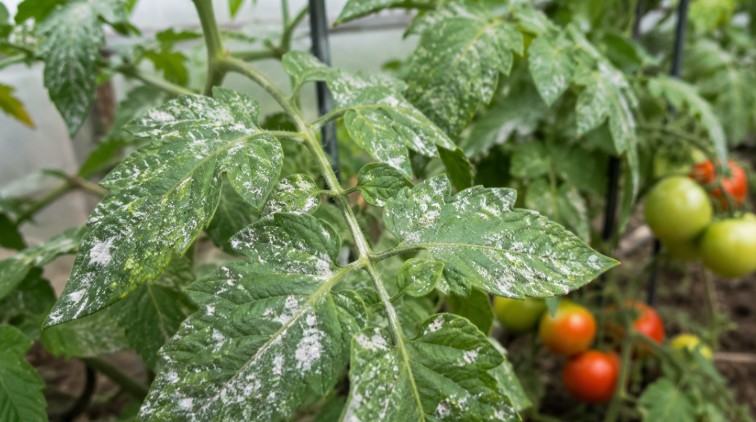 Taches blanches feuilles tomates