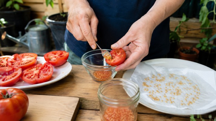 Faire ses graines de tomates