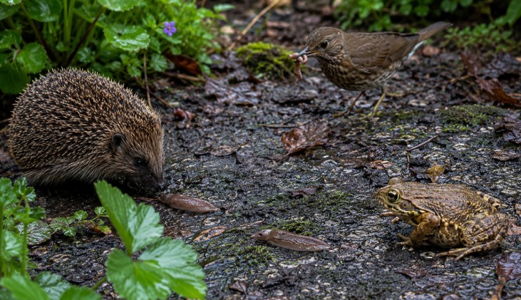 animaux qui mangent limaces