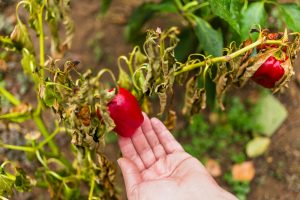 Une tomate mûre