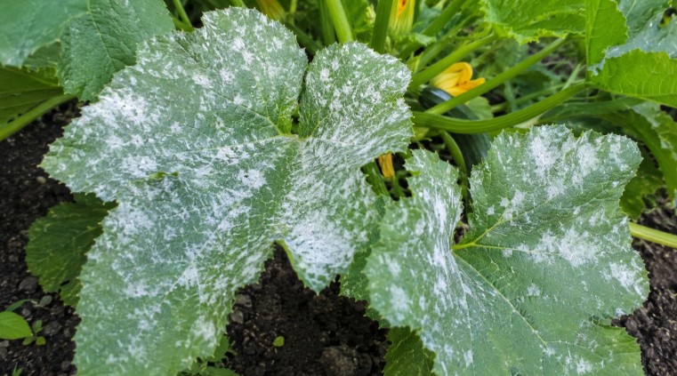 Tache blanche sur feuille de courgette