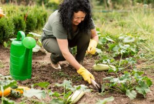 planter courgette
