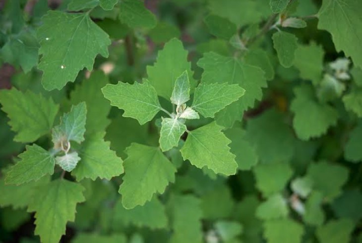 Chénopode blanc