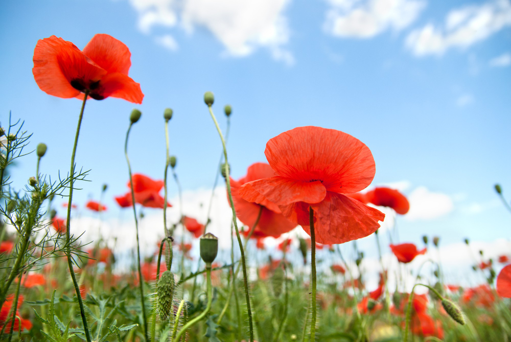 Coquelicot