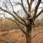 Quand élaguer un arbre