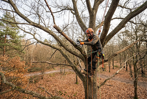 Quand élaguer un arbre