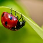 coccinelle