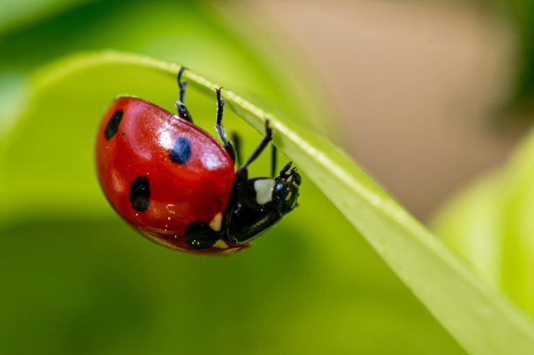 coccinelle