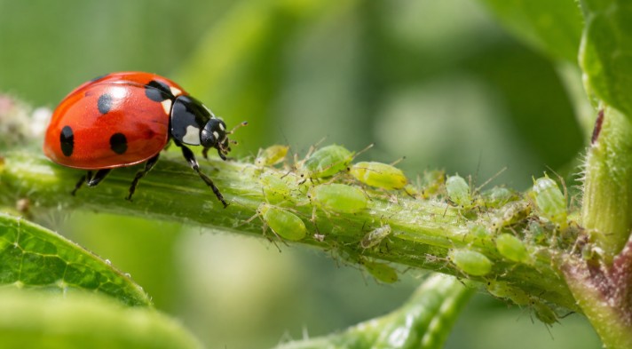 coccinelle et puceron