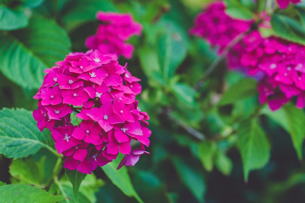 hortensias