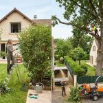 élagage des arbres obligations locataire ou propriétaire